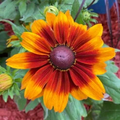 Sonnenhut, Sorte Nach Verfügbarkeit, Topf-Ø 21 Cm -Garten Sicht Verkäufe 0610360017 0610360022 Rudbeckia T21 orange braun 2 111918 1