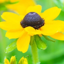 Sonnenhut 'Toto®', Topf-Ø 13, 6er-Set -Garten Sicht Verkäufe 0610360035 Rudbeckia hirta T13 Toto 6er Set 1 111926