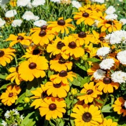 Sonnenhut 'Toto®', Topf-Ø 13, 6er-Set -Garten Sicht Verkäufe 0610360035 Rudbeckia hirta T13 Toto 6er Set 2 111925