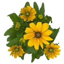 Sonnenhut 'Toto®', Topf-Ø 13, 6er-Set -Garten Sicht Verkäufe 0610360035 Rudbeckia hirta Toto 6er Set 12 112693