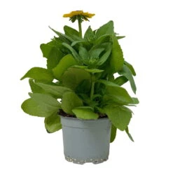 Sonnenhut 'Toto®', Topf-Ø 13, 6er-Set -Garten Sicht Verkäufe 0610360035 Rudbeckia hirta Toto 6er Set 14 112692