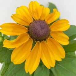 Sonnenhut 'Toto®', Topf-Ø 13, 6er-Set -Garten Sicht Verkäufe 0610360035 Rudbeckia hirta Toto 6er Set 16 112671