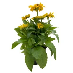 Sonnenhut 'Toto®', Topf-Ø 13, 6er-Set -Garten Sicht Verkäufe 0610360035 Rudbeckia hirta Toto 6er Set 2 112689