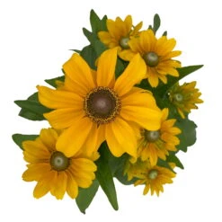Sonnenhut 'Toto®', Topf-Ø 13, 6er-Set -Garten Sicht Verkäufe 0610360035 Rudbeckia hirta Toto 6er Set 4 112691