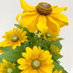 Sonnenhut 'Toto®', Topf-Ø 13, 6er-Set -Garten Sicht Verkäufe 0610360035 Rudbeckia hirta Toto 6er Set 5 112669