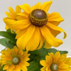 Sonnenhut 'Toto®', Topf-Ø 13, 6er-Set -Garten Sicht Verkäufe 0610360035 Rudbeckia hirta Toto 6er Set 7 112670