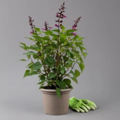 Pfirsichsalbei 'Strawberry Lake' Pink, Topf-Ø 21 Cm, Höhe Ca. 40 Cm