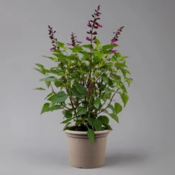 Pfirsichsalbei 'Strawberry Lake' Pink, Topf-Ø 21 Cm, Höhe Ca. 40 Cm -Garten Sicht Verkäufe 0610370086 Salvia T21 Strawberry Lake H 40cm 2 125990