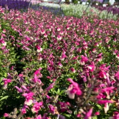 Pfirsichsalbei Zweifarbig, Topf-Ø 13 Cm, Höhe Ca. 25 Cm, 6er-Set -Garten Sicht Verkäufe 0610370095 Salvia greggii T13 zweifarbig H25 6er Set 3 125733