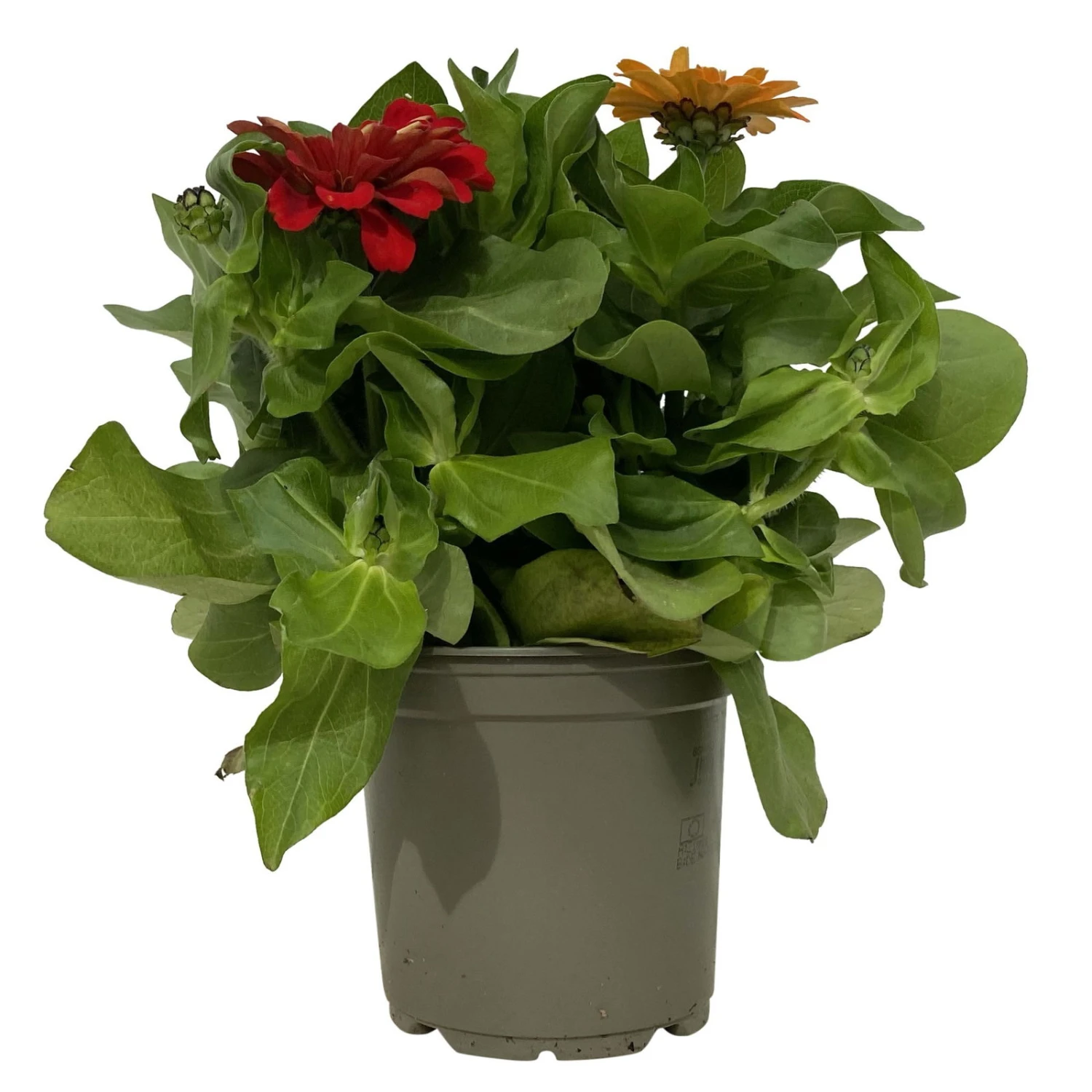 Zinnie 'Trio' Bunt, Mix Nach Verfügbarkeit, Topf-Ø 12 Cm, 6er-Set 2 Zinnie 'Trio' Bunt, Mix Nach Verfügbarkeit, Topf-Ø 12 Cm, 6er-Set – Bild 2