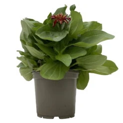 Zinnie 'Trio' Bunt, Mix Nach Verfügbarkeit, Topf-Ø 12 Cm, 6er-Set 10 Zinnie 'Trio' Bunt, Mix Nach Verfügbarkeit, Topf-Ø 12 Cm, 6er-Set -Garten Sicht Verkäufe 0610420117 Zinnia elegans Trio T13 nach Verfuegbarkeit 6er Set 1 112498