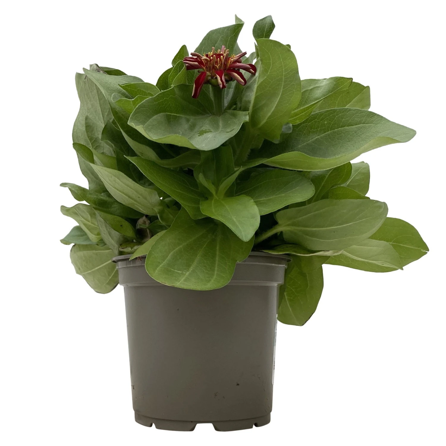 Zinnie 'Trio' Bunt, Mix Nach Verfügbarkeit, Topf-Ø 12 Cm, 6er-Set 3 Zinnie 'Trio' Bunt, Mix Nach Verfügbarkeit, Topf-Ø 12 Cm, 6er-Set – Bild 3