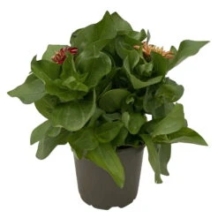 Zinnie 'Trio' Bunt, Mix Nach Verfügbarkeit, Topf-Ø 12 Cm, 6er-Set 11 Zinnie 'Trio' Bunt, Mix Nach Verfügbarkeit, Topf-Ø 12 Cm, 6er-Set -Garten Sicht Verkäufe 0610420117 Zinnia elegans Trio T13 nach Verfuegbarkeit 6er Set 6 112499