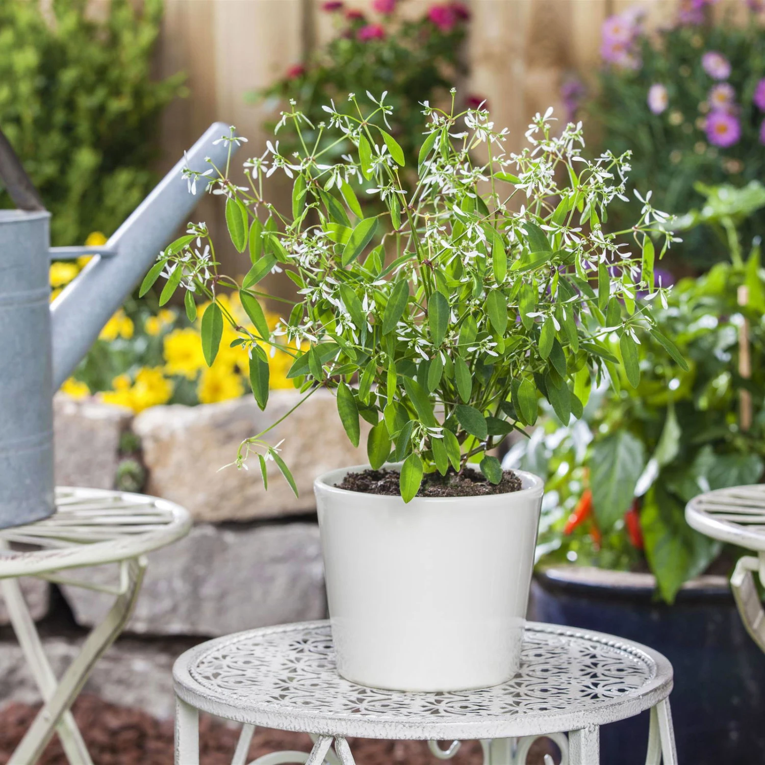 Zauberschnee™ 'Diamond Frost™' Weiß, Topf-Ø 12 Cm, 6er-Set 3 Zauberschnee™ 'Diamond Frost™' Weiß, Topf-Ø 12 Cm, 6er-Set – Bild 3