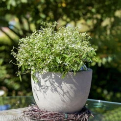 Zauberschnee™ 'Diamond Frost™' Weiß, Topf-Ø 12 Cm, 6er-Set 13 Zauberschnee™ 'Diamond Frost™' Weiß, Topf-Ø 12 Cm, 6er-Set -Garten Sicht Verkäufe 0610500544 Euphorbia T12 Diamond Frost Stimmungsbild 2 93705