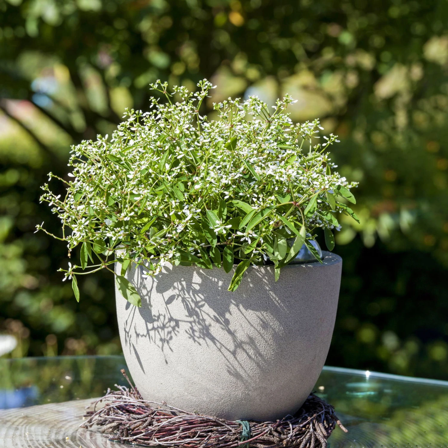 Zauberschnee™ 'Diamond Frost™' Weiß, Topf-Ø 12 Cm, 6er-Set 5 Zauberschnee™ 'Diamond Frost™' Weiß, Topf-Ø 12 Cm, 6er-Set – Bild 5