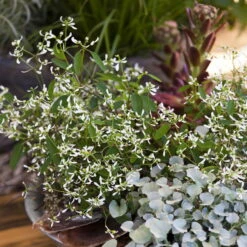 Zauberschnee™ 'Diamond Frost™' Weiß, Topf-Ø 12 Cm, 6er-Set 12 Zauberschnee™ 'Diamond Frost™' Weiß, Topf-Ø 12 Cm, 6er-Set -Garten Sicht Verkäufe 0610500544 Euphorbia T12 Diamond Frost Stimmungsbild 3 93704