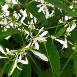 Petunie 'Mystery Sky' & Schneewolke Dunkelblau-weiß, Ampeltopf-Ø 25/27 Cm -Garten Sicht Verkäufe 0610500546 Euphorbia XL Diamond Frost 3er Set 9 89747 1