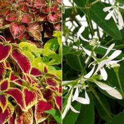 Buntnessel Und Zauberschnee™ Bunt Und Weiß, Topf-Ø 12 Cm, 6er-Set