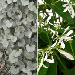 Silberregen Und Zauberschnee™ Silbrig& Weiß, Topf-Ø 12 Cm, 6er-Set