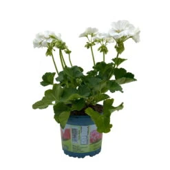 Geranie 'Sunrise® Clarissa' Weiß, Stehend, Topf-Ø 13 Cm, 6er-Set -Garten Sicht Verkäufe 0612140034 KB Pelargonium zonale T13 Sunrise Clarissa 6er Set 3 93277