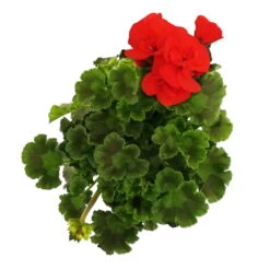 Geranie 'Dolce Vita Erik Orange/Sylvia Orange' Orangerot, Topf-Ø 13cm, 6er-Set -Garten Sicht Verkäufe 0612140040 KB Pelargonium zonale T13 Castello Erik Orange Set 3er Set 7 78649