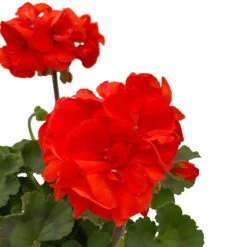 Geranie 'Dolce Vita Erik Orange/Sylvia Orange' Orangerot, Topf-Ø 13cm, 6er-Set -Garten Sicht Verkäufe 0612140040 KB Pelargonium zonale T13 Castello Erik Sylvia orange 6er Set WS 3 93552