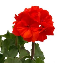 Geranie 'Dolce Vita Erik Orange/Sylvia Orange' Orangerot, Topf-Ø 13cm, 6er-Set -Garten Sicht Verkäufe 0612140040 KB Pelargonium zonale T13 Castello Erik Sylvia orange 6er Set WS 4 93553