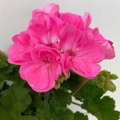 Geranie 'Moonlight® Amelie' Pink, Stehend, Topf-Ø 13 Cm, 6er-Set -Garten Sicht Verkäufe 0612140101 KB Pelargonium zonale T13 Moonlight Amelie 6er Set 6 111973