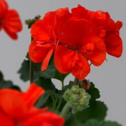 Geranie 'Dolce Vita Erik Orange/Sylvia Orange' Orangerot, Topf-Ø 13cm, 6er-Set -Garten Sicht Verkäufe 0612140123 Pelargonium zonale T13 Dolce Vita Sylvia orange 6er Set 3 122828