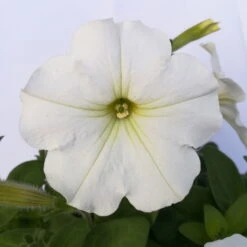 Petunie Weiß, Hängend, Topf-Ø 13 Cm, 6er-Set -Garten Sicht Verkäufe 0613120039 Haenge Petunie T12 weiss 3er Set 2 78714