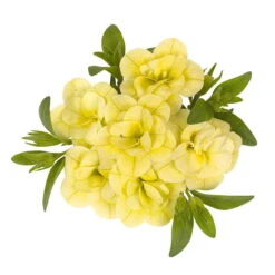 Zauberglöckchen 'MiniFamous® Neo Double Lemon' Gelb Gefüllt, Topf-Ø 13cm,6er-Set -Garten Sicht Verkäufe 0613160013 KB Calibrachoa T13 Double Citric zitronengelb 01 50747