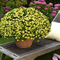 Zauberglöckchen 'MiniFamous® Neo Double Lemon' Gelb Gefüllt, Topf-Ø 13cm,6er-Set -Garten Sicht Verkäufe 0613160035 KB Calibrachoa T13 gelb Double Citric Set 3Stueck 75109