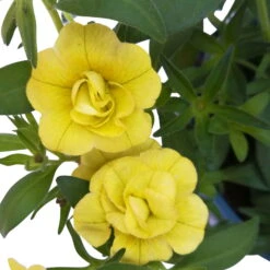 Zauberglöckchen 'MiniFamous® Neo Double Lemon' Gelb Gefüllt, Topf-Ø 13cm,6er-Set -Garten Sicht Verkäufe 0613160035 KB Calibrachoa T13 gelb Double Lemon 6er Set 11 93293
