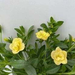 Zauberglöckchen 'MiniFamous® Neo Double Lemon' Gelb Gefüllt, Topf-Ø 13cm,6er-Set -Garten Sicht Verkäufe 0613160145 Calibrachoa T13 Neo Double Lemon 6er Set 6 122443