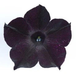 Petunie 'Viva® Black Ray' Schwarz, Hängend, Topf-Ø 13 Cm, 6er-Set -Garten Sicht Verkäufe 0613170004 KB Petunia T13 Viva Black Ray schwarz 50803