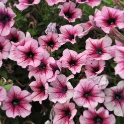 Petunie 'Sweetunia® Burgundy Gem' Rosa Geadert, Hängend, Topf-Ø 13 Cm, 6er-Set -Garten Sicht Verkäufe 0613170022 KB Petunia T13 Burgundy Gem geadert 01 50774