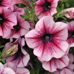 Petunie 'Sweetunia® Burgundy Gem' Rosa Geadert, Hängend, Topf-Ø 13 Cm, 6er-Set -Garten Sicht Verkäufe 0613170022 KB Petunia T13 Burgundy Gem geadert 50775