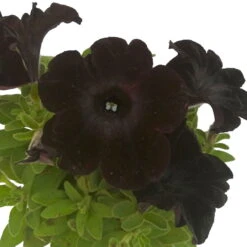 Petunie 'Viva® Black Ray' Schwarz, Hängend, Topf-Ø 13 Cm, 6er-Set -Garten Sicht Verkäufe 0613170038 KB Petunia T13 Black Ray 6er Set 10 91200