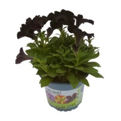 Petunie 'Viva® Black Ray' Schwarz, Hängend, Topf-Ø 13 Cm, 6er-Set -Garten Sicht Verkäufe 0613170038 KB Petunia T13 Black Ray 6er Set 1 91202