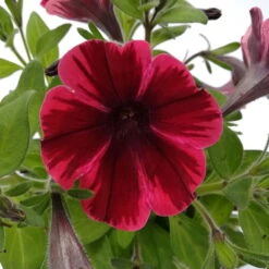 Petunie 'Sweetunia® Suzie Storm' Pink-rot, Hängend, Topf -Ø 13 Cm, 6er-Set -Garten Sicht Verkäufe 0613170054 KB Petunia T13 Suzie Storm 3er Set 2 78725