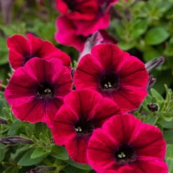 Petunie 'Sweetunia® Suzie Storm' Pink-rot, Hängend, Topf -Ø 13 Cm, 6er-Set -Garten Sicht Verkäufe 0613170054 KB Petunia T13 Suzie Storm1 75889