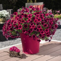 Petunie 'Sweetunia® Suzie Storm' Pink-rot, Hängend, Topf -Ø 13 Cm, 6er-Set -Garten Sicht Verkäufe 0613170054 KB Petunia T13 Suzie Storm2 75890