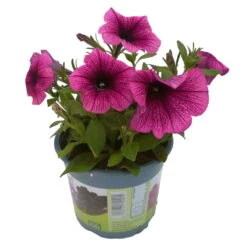 Petunie 'Sweetunia® Burgundy Gem' Rosa Geadert, Hängend, Topf-Ø 13 Cm, 6er-Set -Garten Sicht Verkäufe 0613170055 KB Petunia T13 Burgundy Gem 6er Set 12 91846
