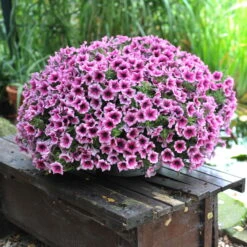 Petunie 'Sweetunia® Burgundy Gem' Rosa Geadert, Hängend, Topf-Ø 13 Cm, 6er-Set -Garten Sicht Verkäufe 0613170055 KB Petunia T13 Burgundy Gem1 75892