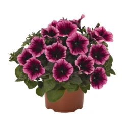 Petunie 'Sweetunia® Burgundy Gem' Rosa Geadert, Hängend, Topf-Ø 13 Cm, 6er-Set -Garten Sicht Verkäufe 0613170055 KB Petunia T13 Burgundy Gem 75893