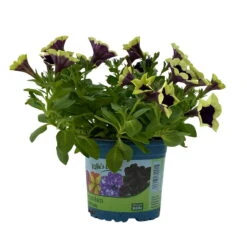 Petunien 'Cascadias™ Rim Magenta', Dunkel&creme, Hängend, Topf-Ø 13 Cm, 6er-Set -Garten Sicht Verkäufe 0613170111 KB Petunia T13 Cascadias Rim Magenta 6er Set WS 2 110951