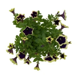 Petunien 'Cascadias™ Rim Magenta', Dunkel&creme, Hängend, Topf-Ø 13 Cm, 6er-Set -Garten Sicht Verkäufe 0613170111 KB Petunia T13 Cascadias Rim Magenta 6er Set WS 6 110954