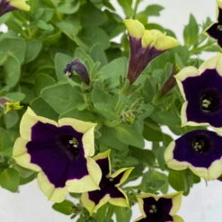 Petunien 'Cascadias™ Rim Magenta', Dunkel&creme, Hängend, Topf-Ø 13 Cm, 6er-Set -Garten Sicht Verkäufe 0613170111 KB Petunia T13 Cascadias Rim Magenta 6er Set WS 8 110844