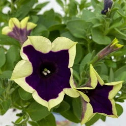 Petunien 'Cascadias™ Rim Magenta', Dunkel&creme, Hängend, Topf-Ø 13 Cm, 6er-Set -Garten Sicht Verkäufe 0613170111 KB Petunia T13 Cascadias Rim Magenta 6er Set WS 9 110845
